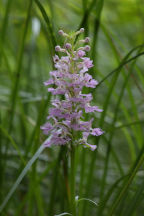 Platanthera psycodes