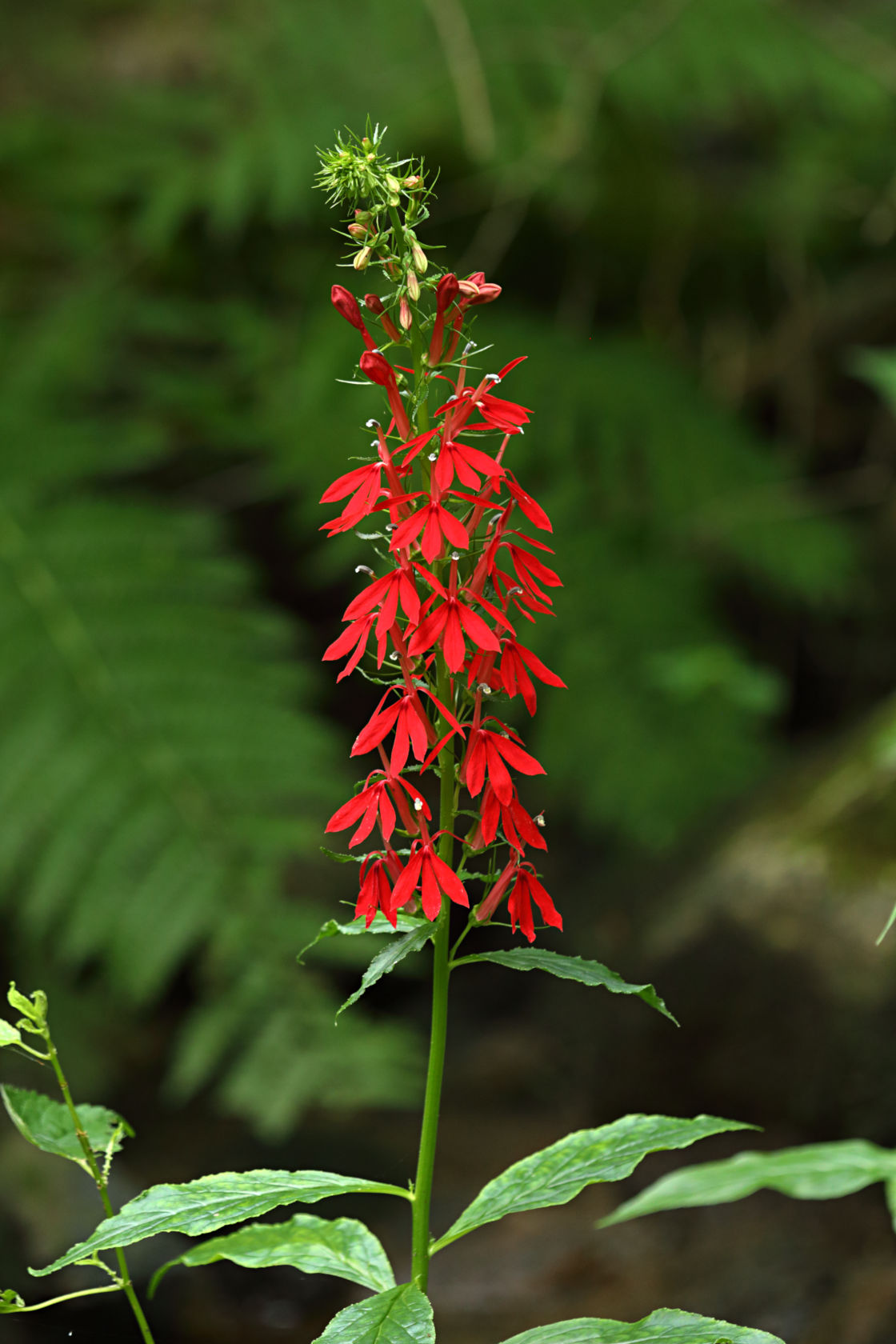 Cardinal Flower