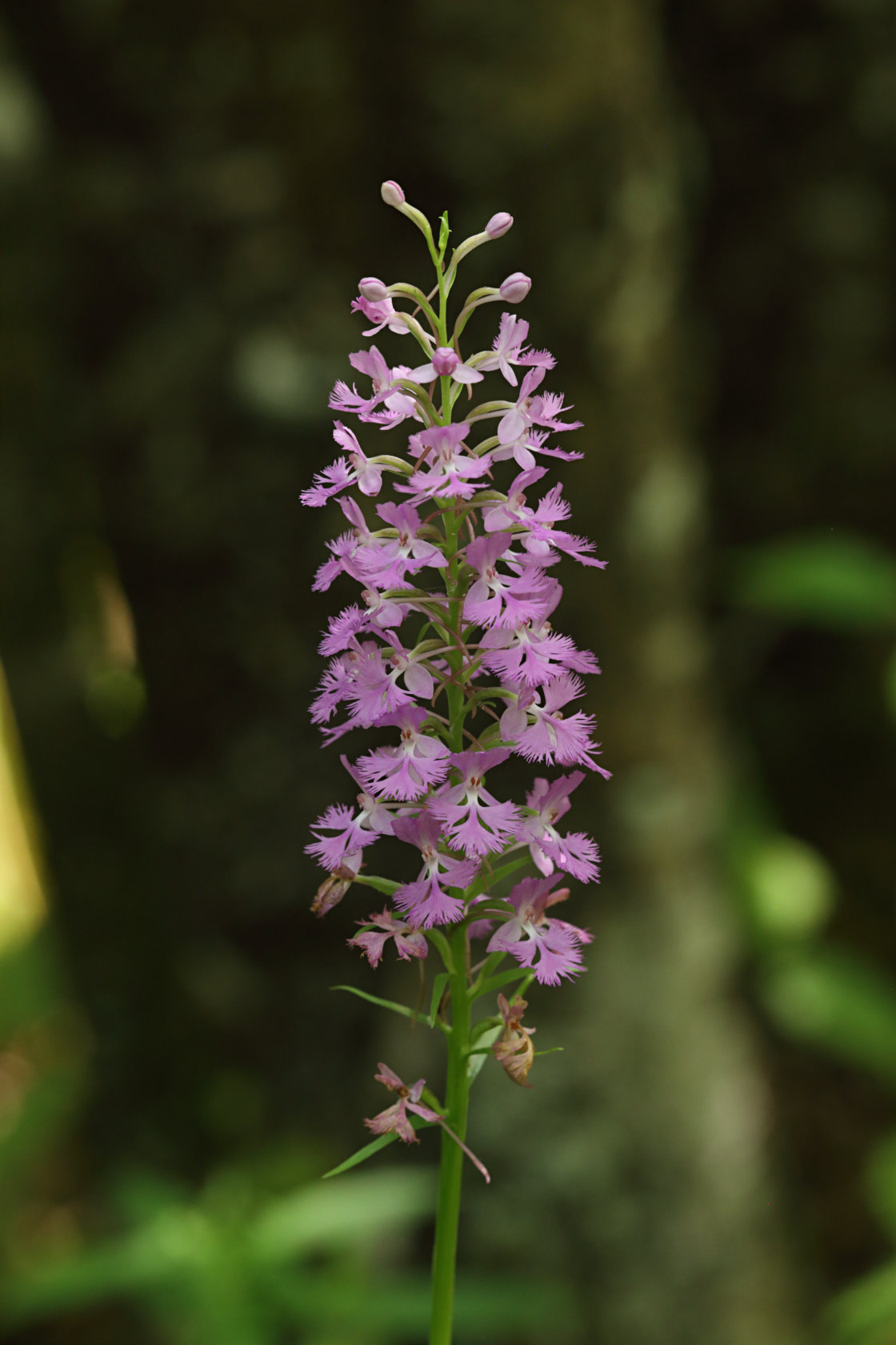 Small Purple Fringed Orchid