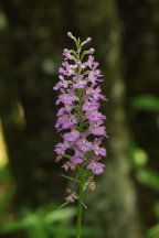 North Jersey Natural Areas