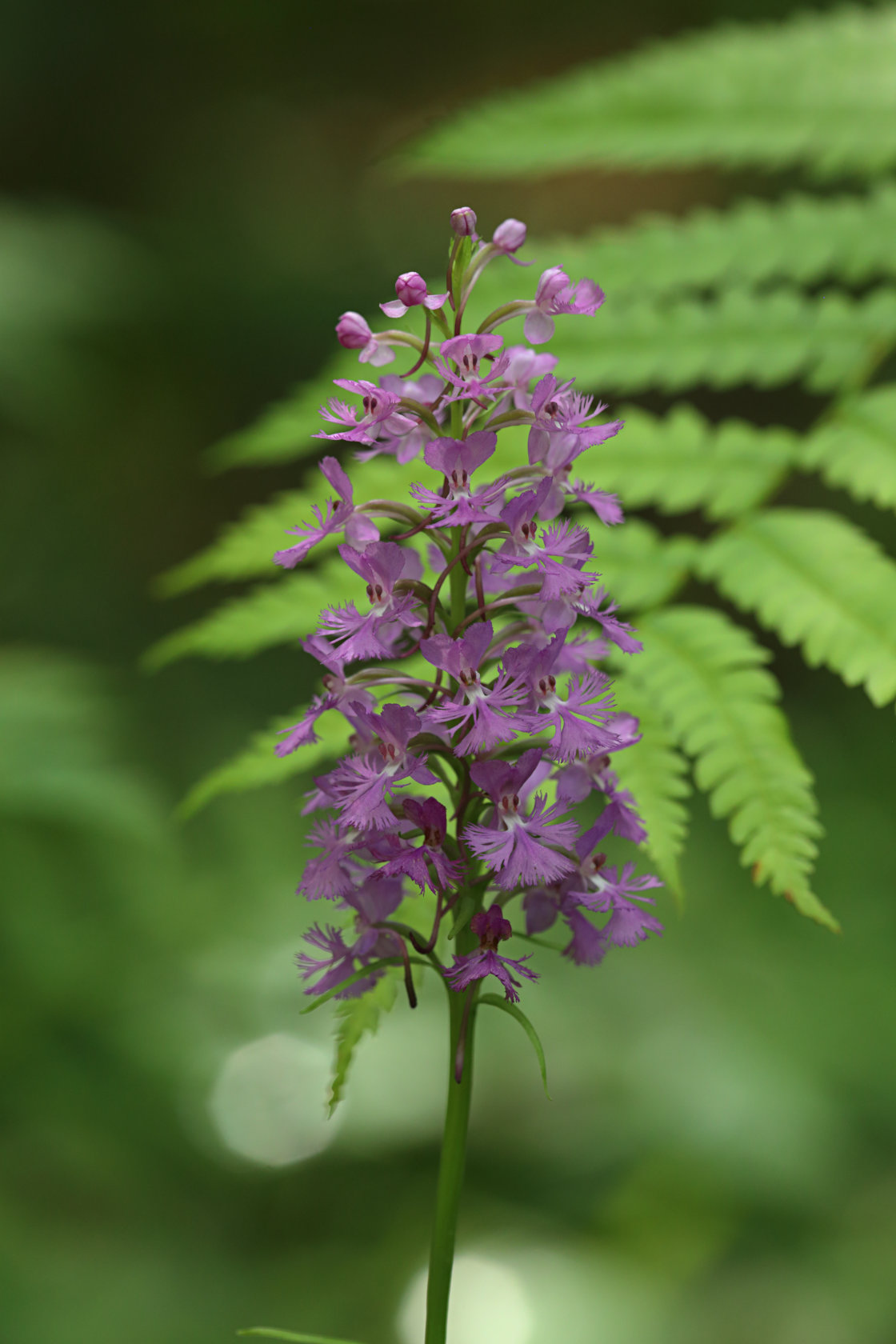 Small Purple Fringed Orchid