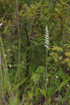 Spiranthes cernua