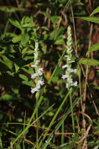 Spiranthes arcisepala