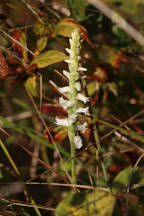 Spiranthes ochroleuca