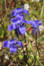 Gentianopsis crinita