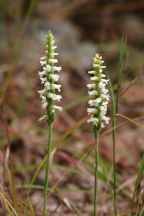 Spiranthes ochroleuca