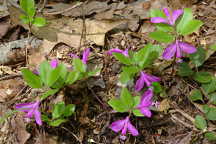 Polygala paucifolia