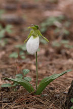 Cypripedium acaule forma albiflorum
