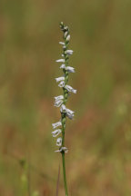 Spiranthes lacera var. gracilis