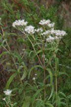 Eupatorium resinosum