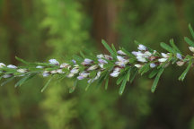 Lespedeza cuneata