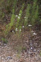 Erigeron strigosus
