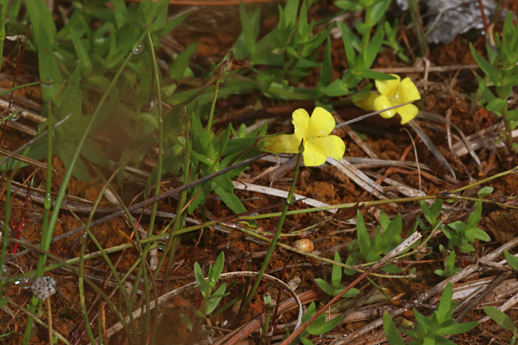Yellow Hedge Hyssop