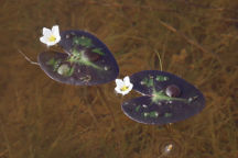 Nymphoides cordata