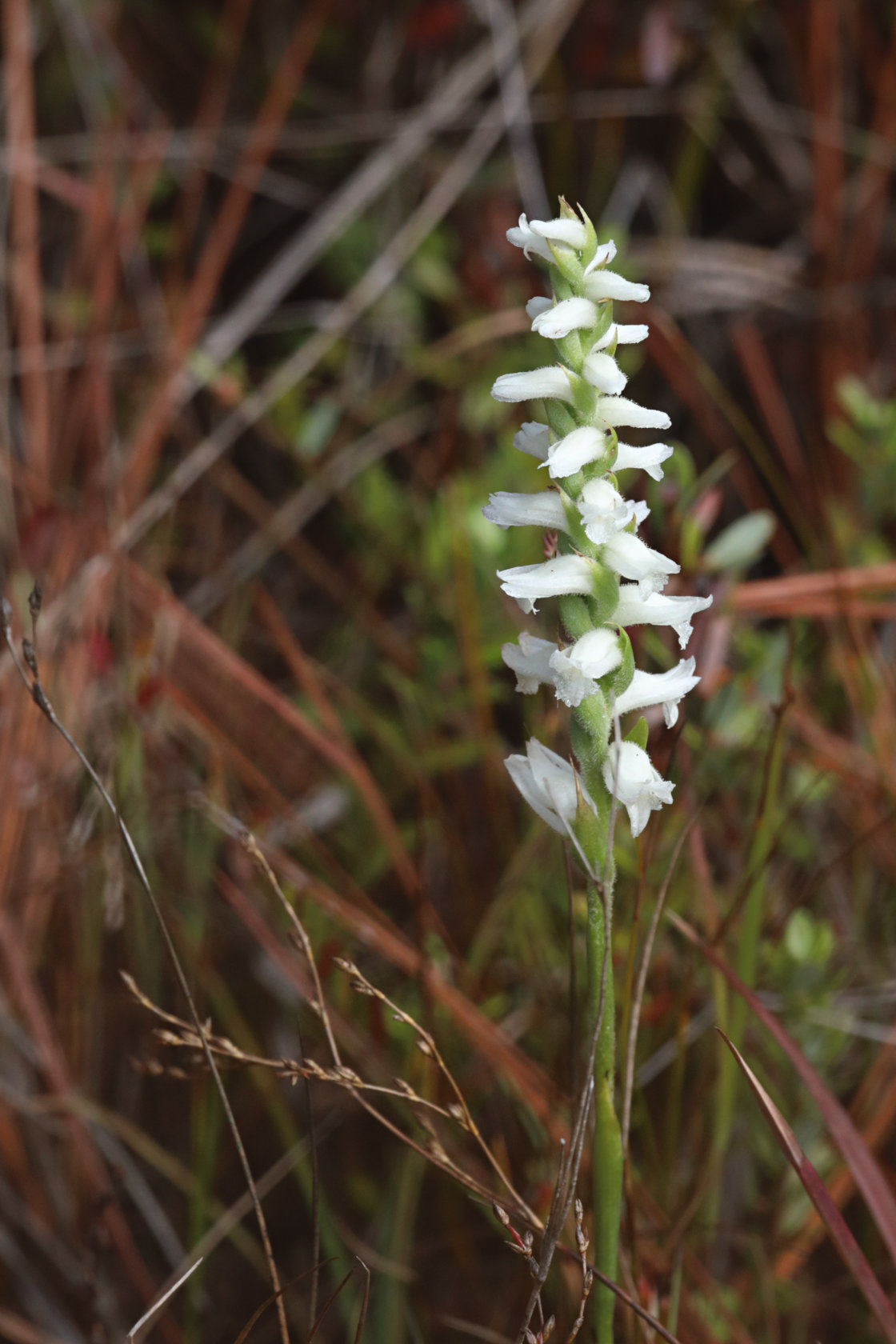 Nodding Ladies' Tresses