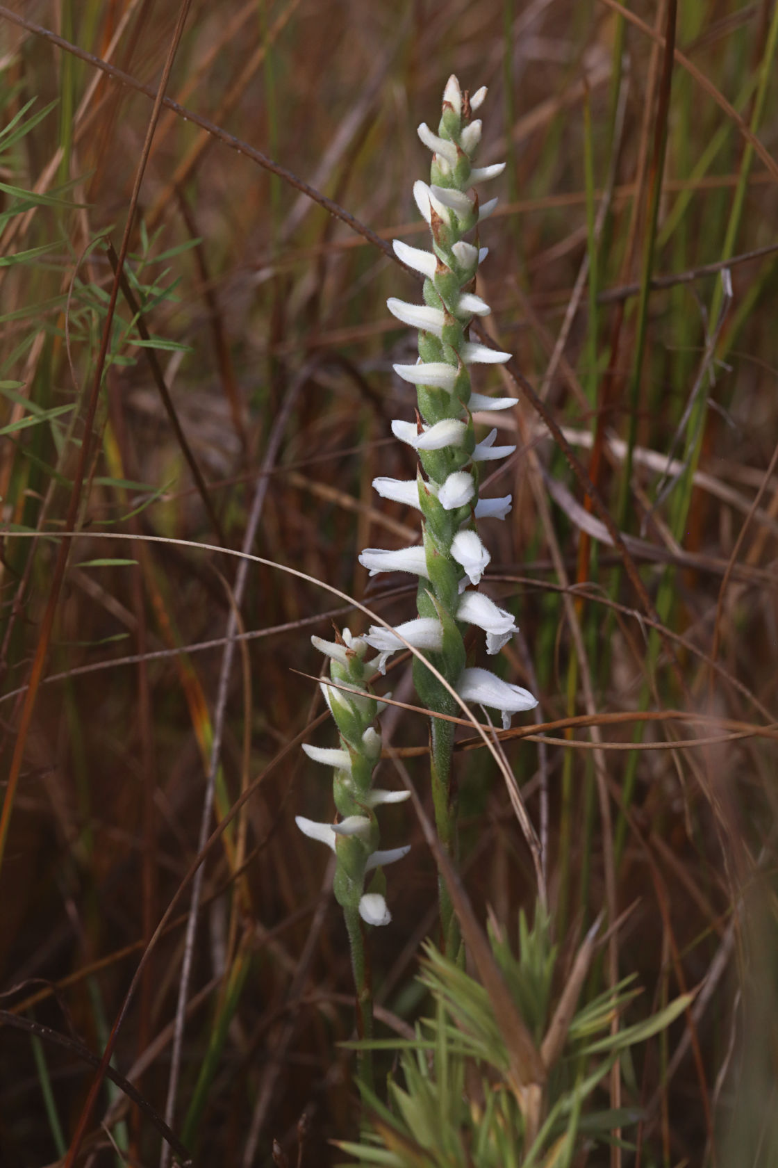 Nodding Ladies' Tresses
