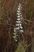 Spiranthes cernua