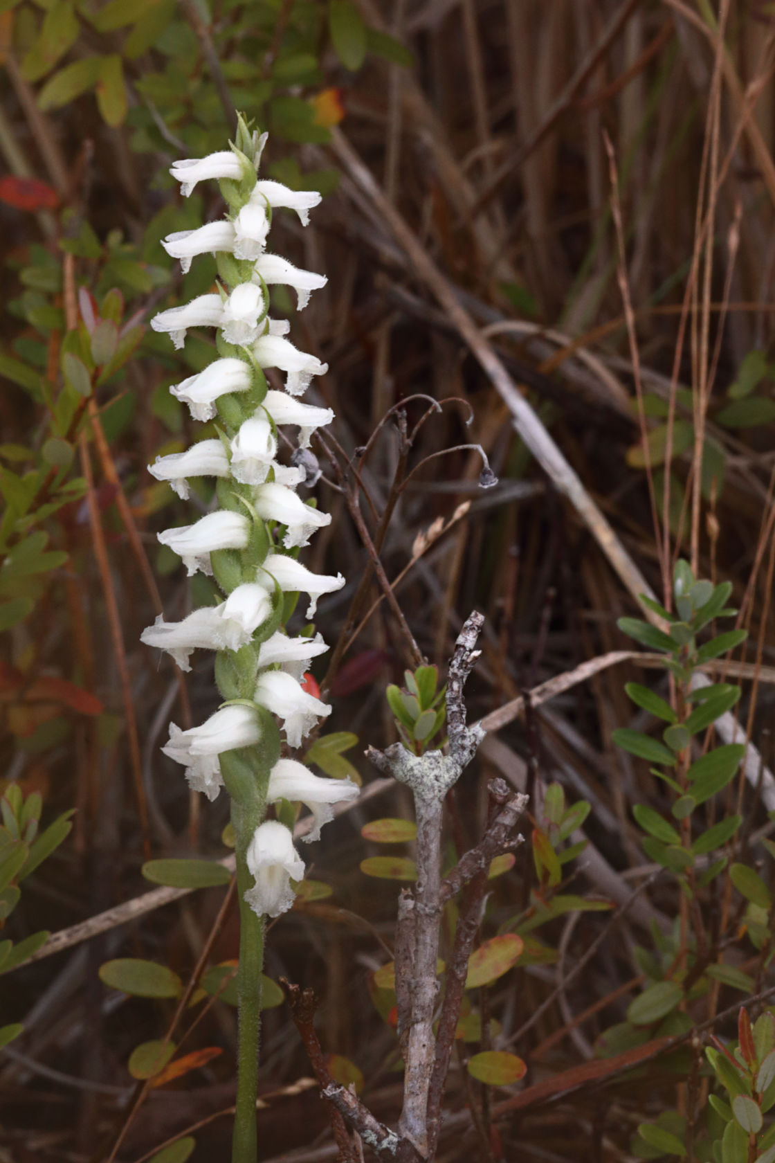 Nodding Ladies' Tresses