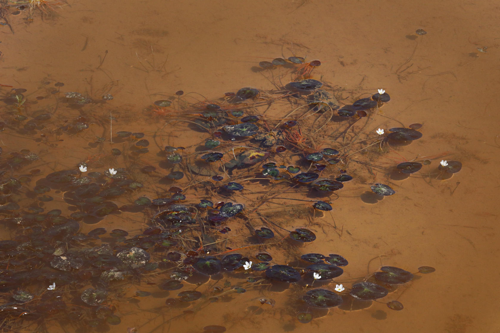 Little Floating Heart