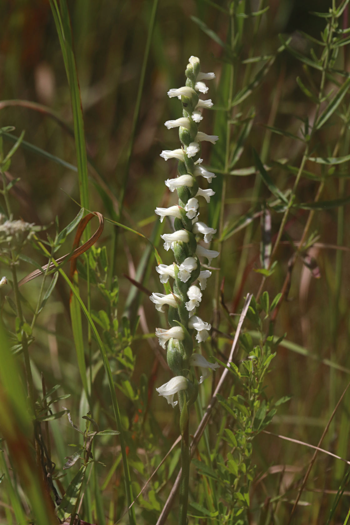 Yellow Ladies' Tresses