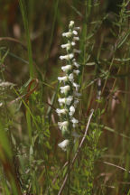 Spiranthes ochroleuca