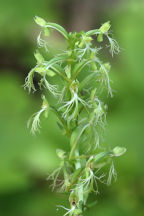 Platanthera lacera