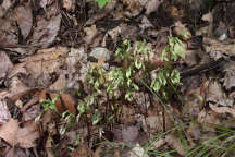 Triphora trianthophora