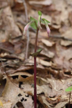 Triphora trianthophora