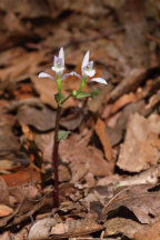 Triphora trianthophora