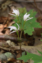 Triphora trianthophora