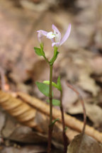 Triphora trianthophora