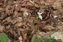 Triphora trianthophora