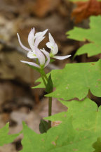 Triphora trianthophora