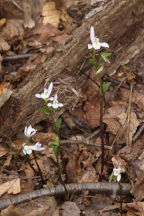 Triphora trianthophora