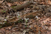 Triphora trianthophora