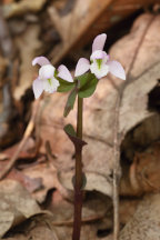 Triphora trianthophora