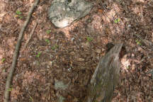 Triphora trianthophora