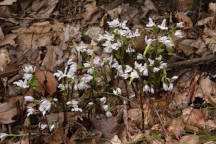 Triphora trianthophora