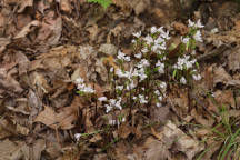Triphora trianthophora
