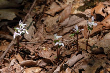 Triphora trianthophora