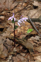 Triphora trianthophora