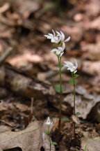 Triphora trianthophora
