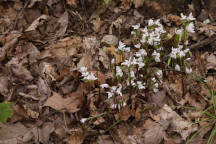 Triphora trianthophora