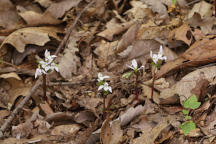 Triphora trianthophora