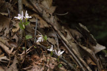 Triphora trianthophora