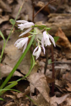 Triphora trianthophora