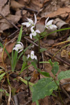 Triphora trianthophora