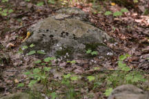 Triphora trianthophora