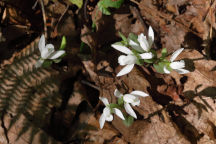 Triphora trianthophora