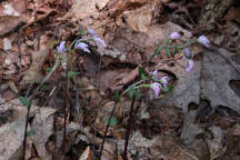 Triphora trianthophora